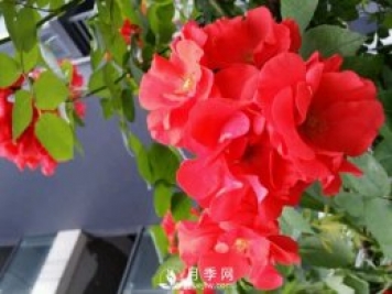火焰舞月季