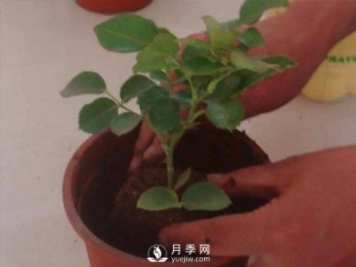 盆栽種植樹狀月季要怎樣選擇花盆和盆土？