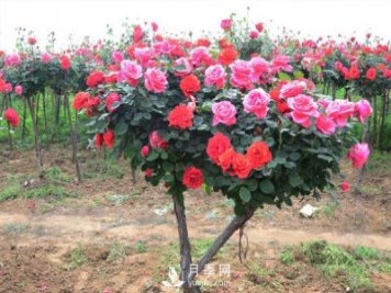 樹狀月季花都能有什么樹的樹樁可以來嫁接？
