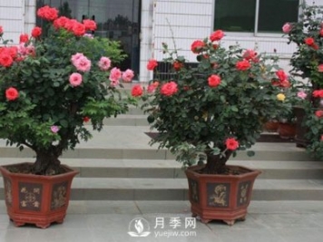 如何讓盆栽月季植株大，枝頭多，開滿盆常開不敗？