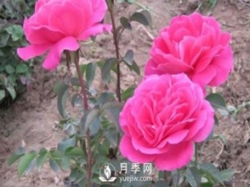 種植時如何防止蒂腐病肆虐月季？