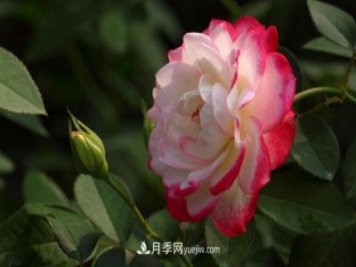 月季常見的病蟲害問題！月季這么養(yǎng)，芬芳留給你