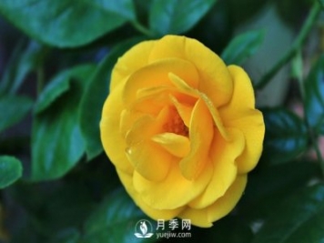 怎樣能使南陽盆栽月季花期長、開大花？