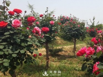 月季樹長得好好的為什么要嫁接呢？