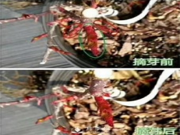 初春，月季抹芽攻略，一定要知道的五大原則
