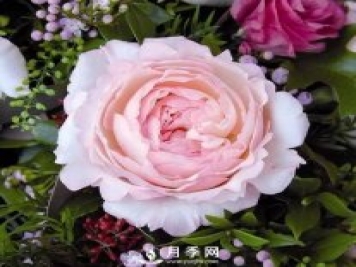 月季的美艷 怎一個美字來形容呢？