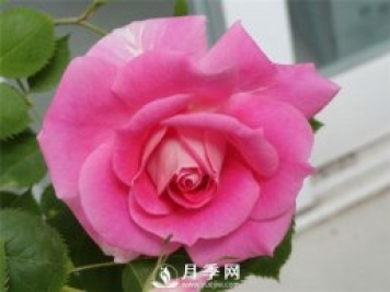 推薦豐花仙境月季，抗旱抗病，開花效果棒