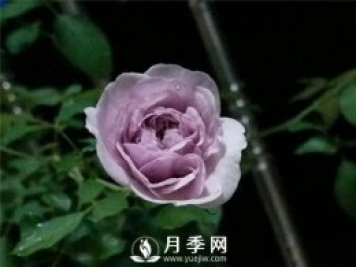 爆款月季“藍色陰雨”，火遍網(wǎng)絡(luò)
