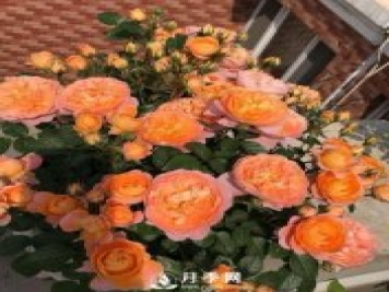 果汁陽(yáng)臺(tái)，近年來(lái)流行的陽(yáng)臺(tái)盆栽微型月季