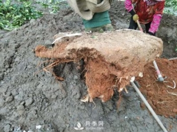 大樹(shù)土球破損散球移栽后，掌握幾個(gè)訣竅快速提高復(fù)壯能力