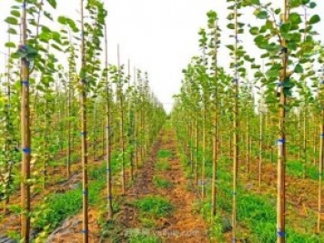 夏季新栽植椴樹苗木養(yǎng)護(hù)要點(diǎn)