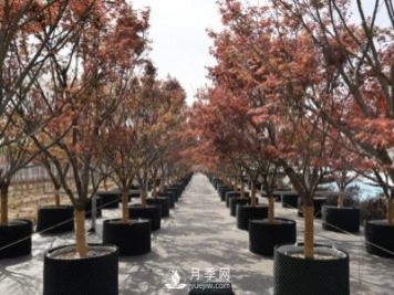 28項行業(yè)標準，198項地方標準，助推北京園林綠化高質(zhì)量發(fā)展