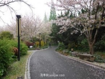 實測3款“識花小程序”，讓你再也不愁認(rèn)錯花
