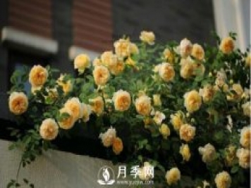 想月季四季開花？陽(yáng)臺(tái)栽培技術(shù)必看不可