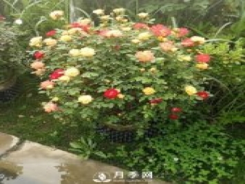 反季節(jié)苗木栽植前應加大修剪量