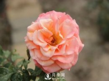 泰達(dá)秋月月季