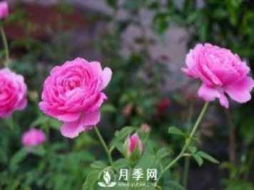 養(yǎng)月季花，這樣操作就會花開不斷香飄滿園