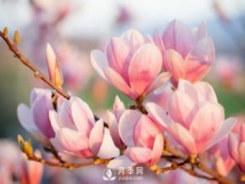 庭院種植玉蘭，解決4個問題香滿庭院