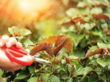 農業(yè)小知識：蔬菜種植時間表