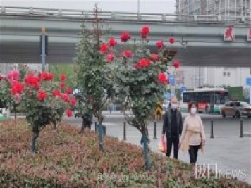 早開5天，武漢月季提前步入花海檔期