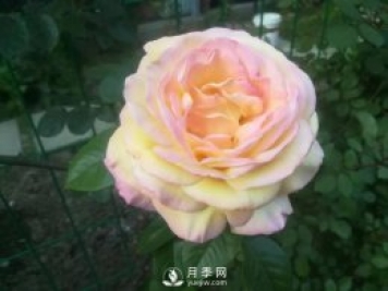 真的！懶人也能種好月季花