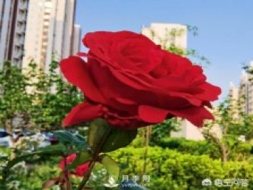 月季苗千差萬別，那么怎樣讓月季長勢(shì)好呢？