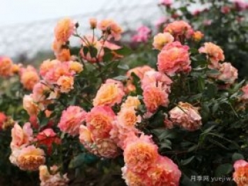 養(yǎng)盆栽月季想多開花，除了土壤選對，施肥也很重要