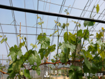 掌握規(guī)律合理摘心，讓陽光玫瑰葡萄聽話