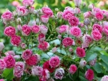 推薦花量大生長快的4種藤本月季花，適合打造花墻拱門