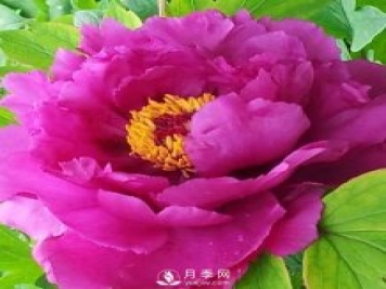 牡丹花中之王，推薦8個品種絕對驚艷到你