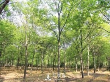 櫸樹早園林中日漸火爆，有鄉(xiāng)土樹種的5重優(yōu)勢