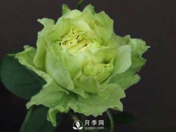 月季的嫁接方法你知道嗎？