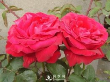 藤本月季如何多開花？裸根灌木月季如何種植？