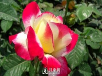要想盆栽月季花養(yǎng)得好，做好這5點(diǎn)很實(shí)用