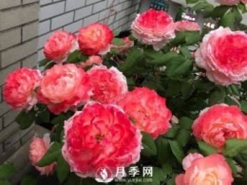 這么好看的甜蜜系列月季 千萬要看好了
