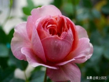 推薦3個優(yōu)秀的冷門月季品種，也許還在誰的花園里爭美