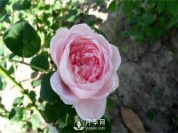 月季網(wǎng)告訴你環(huán)剝法扦插歐月如何操作？