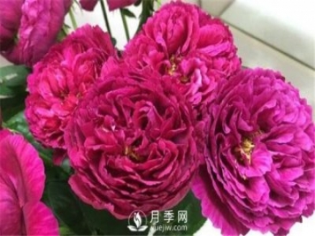 月季花施肥方法 超級詳細(xì)