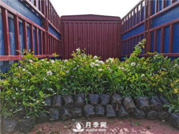 月季小苗如何移栽？