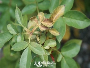 別再傻傻擼葉子了，這才是對付紅蜘蛛的必殺技！