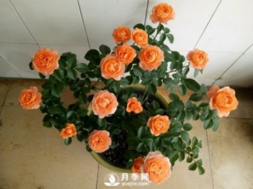 剛買回來(lái)的月季花在封閉陽(yáng)臺(tái)怎么養(yǎng)好？