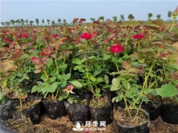 怎樣使盆栽月季花開(kāi)不斷？