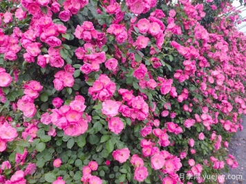 月季花墻可以這么美，選好品種和學(xué)會(huì)制作很簡(jiǎn)單