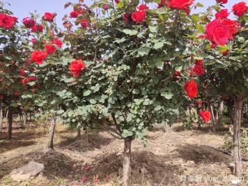 地栽月季施什么肥料最好？