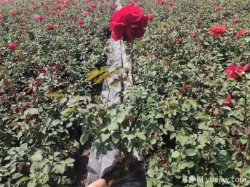 種植月季為什么要施肥？