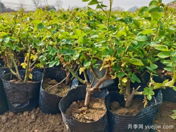 家中養(yǎng)月，用有機(jī)肥還是無機(jī)肥？