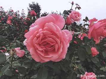 怎樣給月季葉面施肥？