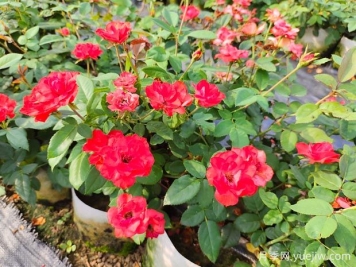 月季花換盆后要澆水嗎？