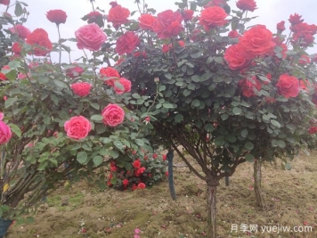 喬木、灌木、藤本植物養(yǎng)護(hù)技術(shù)規(guī)范