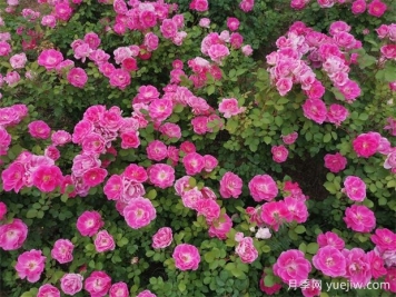 豐花月季和切花月季有什么區(qū)別？ 
